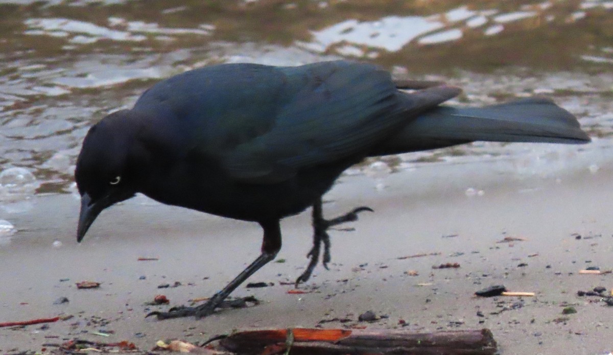 Brewer's Blackbird - BEN BAILEY