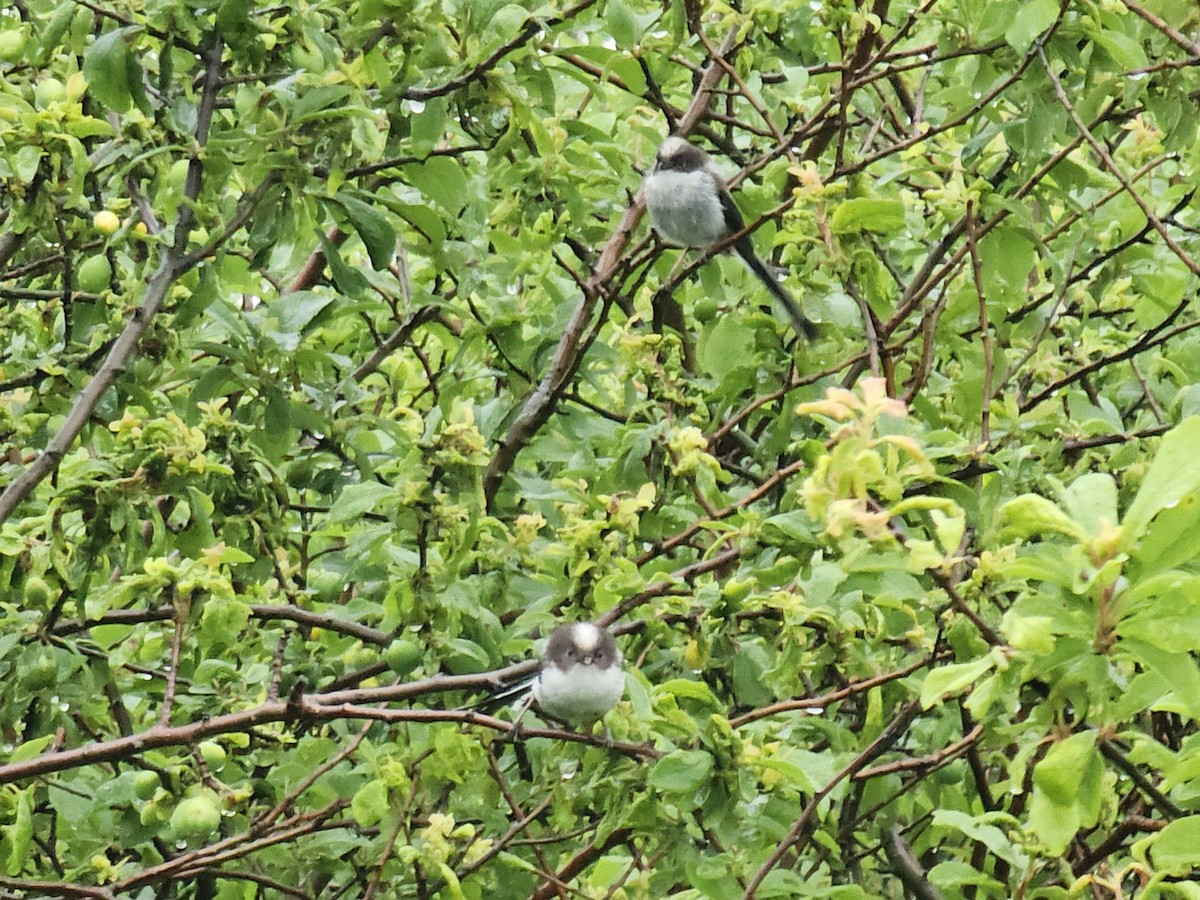 Long-tailed Tit - Tom Lowe