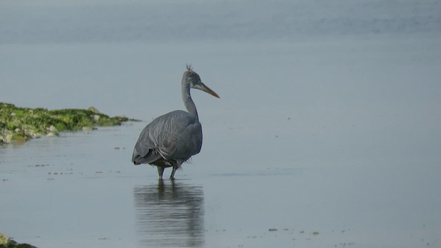 Western Reef-Heron - ML619573862