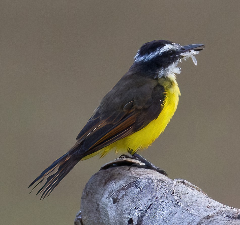 Lesser Kiskadee - José Martín