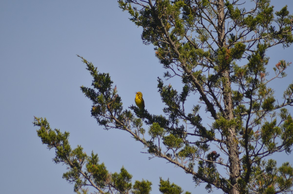 Prairie Warbler - Isaac Worrall