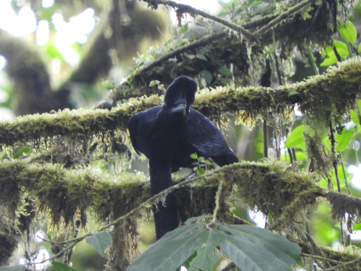 Long-wattled Umbrellabird - ML619573866