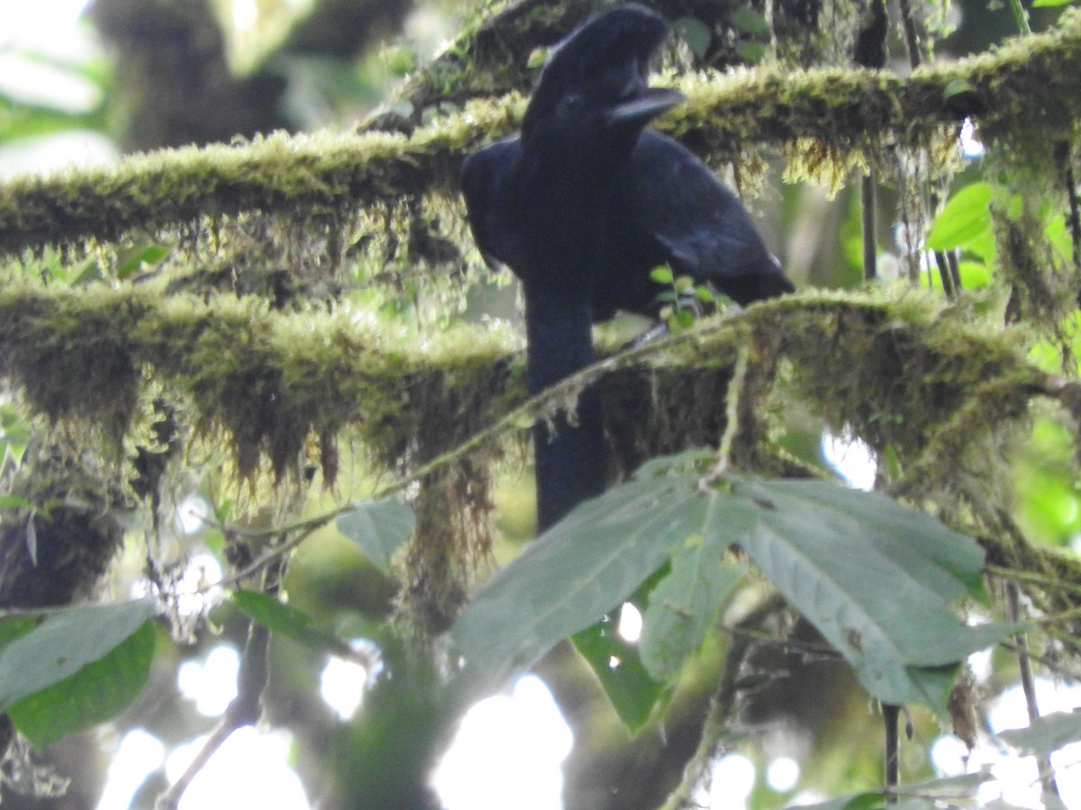 Эквадорская зонтичная птица - ML619573867