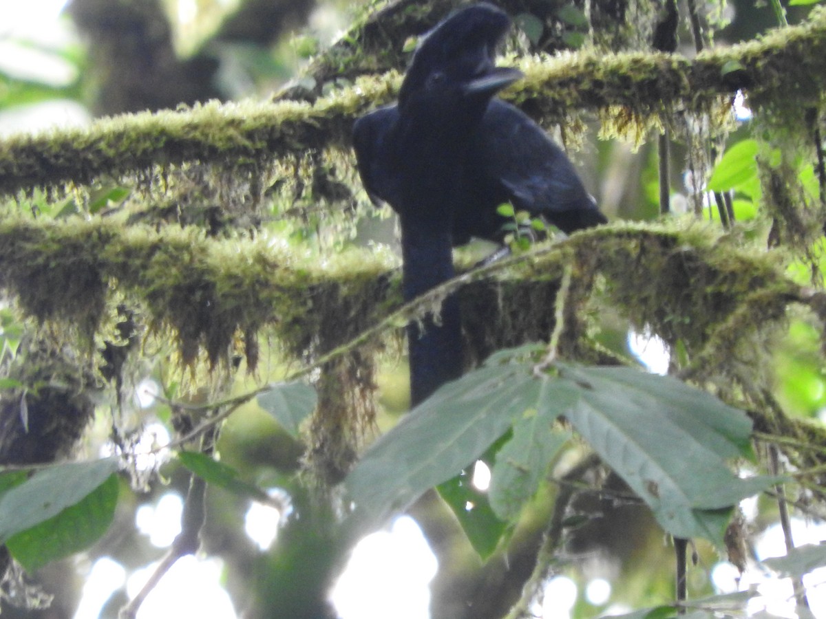 Long-wattled Umbrellabird - Agustin Carrasco