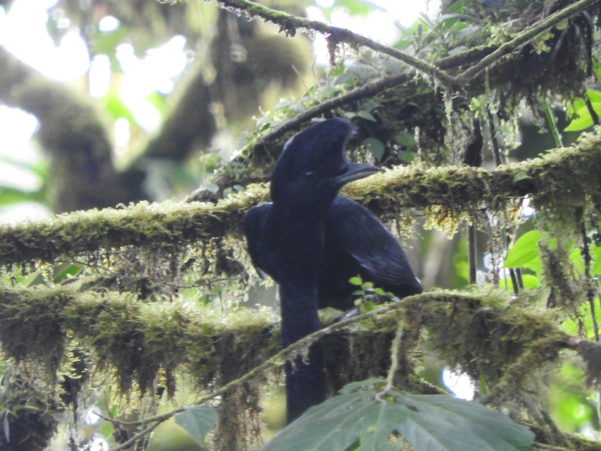 Long-wattled Umbrellabird - Agustin Carrasco