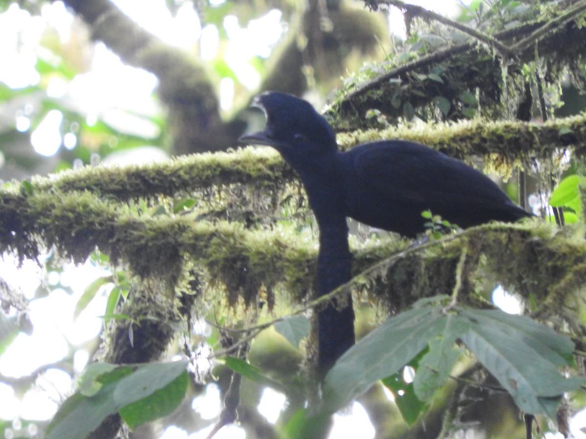 Эквадорская зонтичная птица - ML619573869