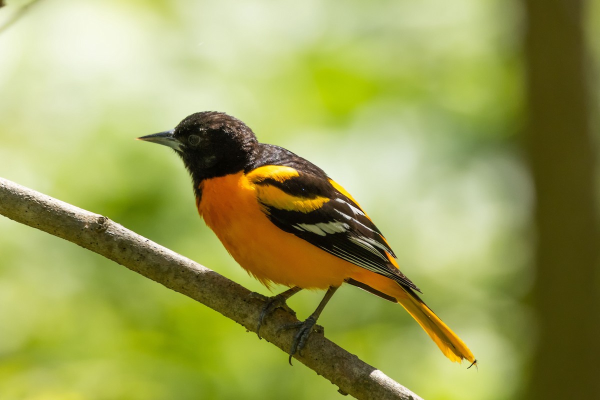 Baltimore Oriole - Kees de Mooy