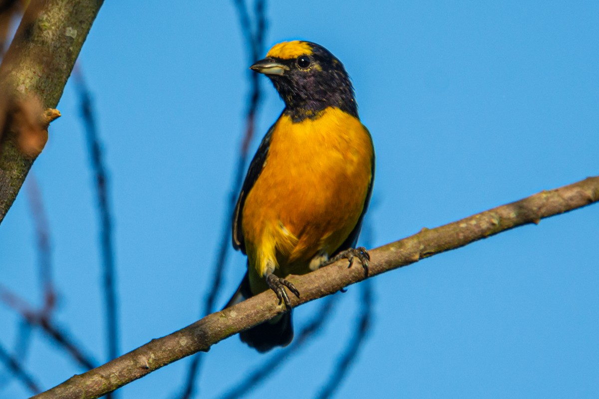 Purple-throated Euphonia - Kurt Gaskill