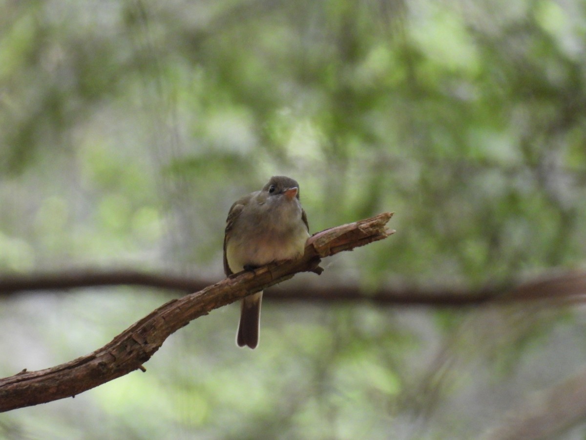 Acadian Flycatcher - Riley Saxton