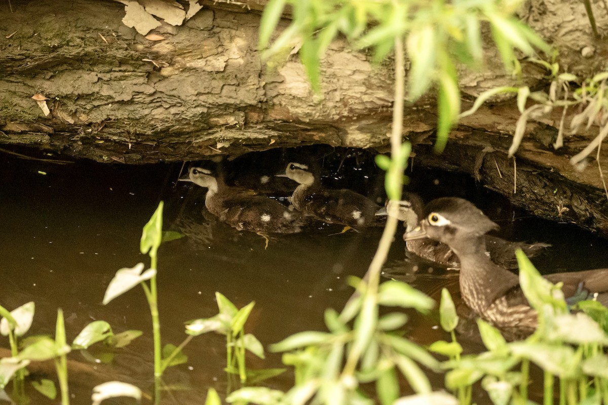 Wood Duck - ML619573876