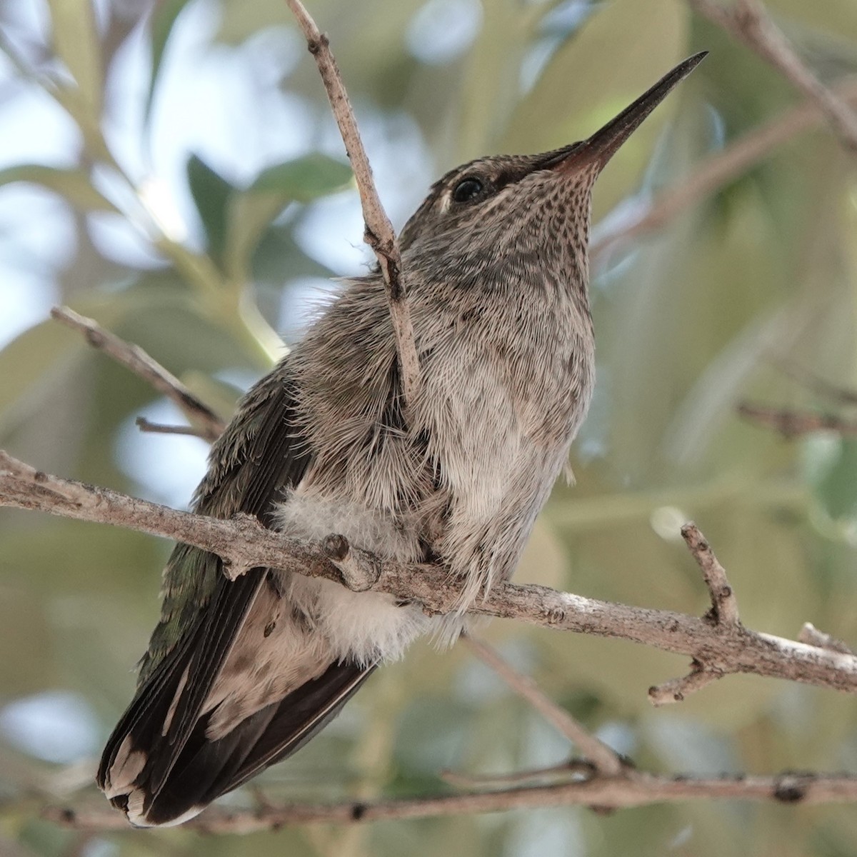 Anna's Hummingbird - Scott Crabtree