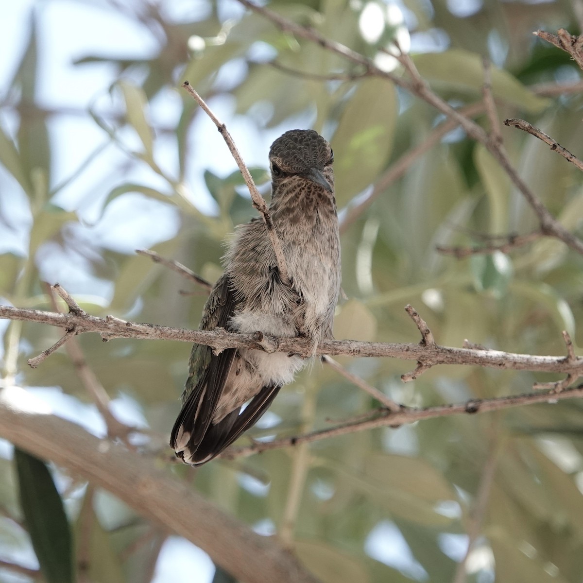 Anna's Hummingbird - Scott Crabtree