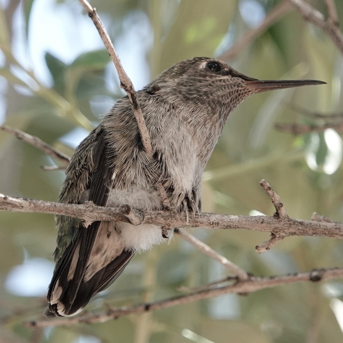 Anna's Hummingbird - ML619573880