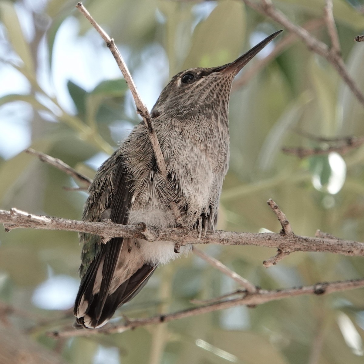 Anna's Hummingbird - Scott Crabtree