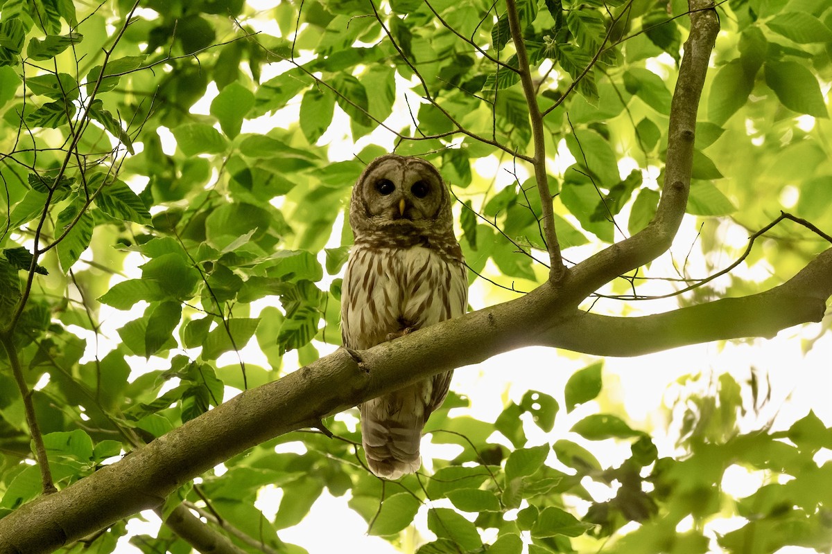 Barred Owl - ML619573882