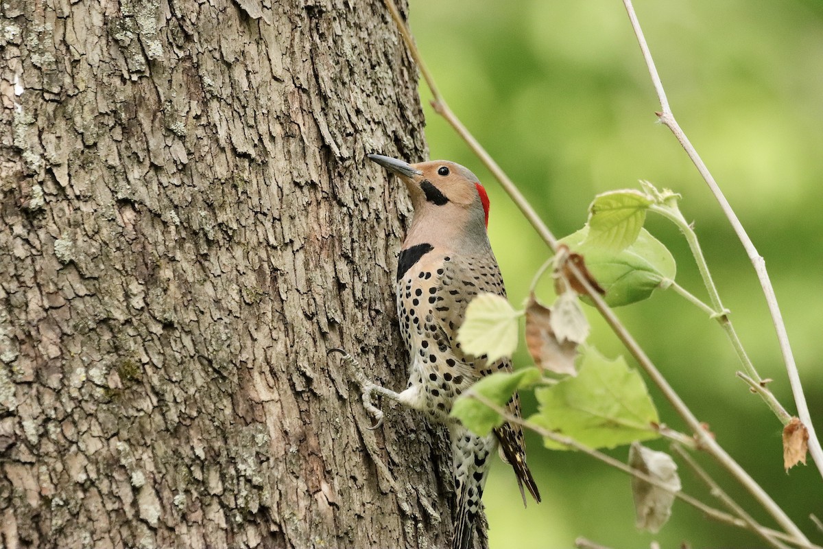 Northern Flicker - ML619573893