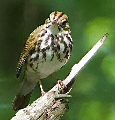 Ovenbird - Theodore  Anderson