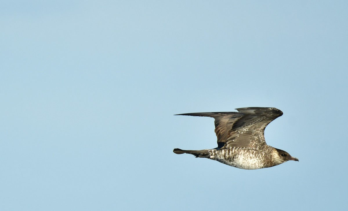 Pomarine Jaeger - Kenny Miller