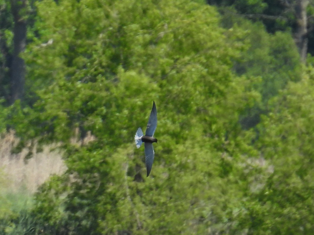 Black Tern - Riley Saxton