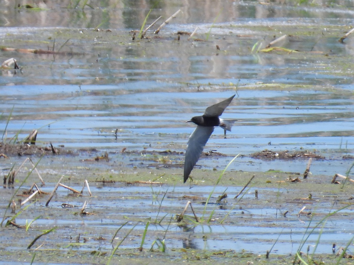 Black Tern - Riley Saxton