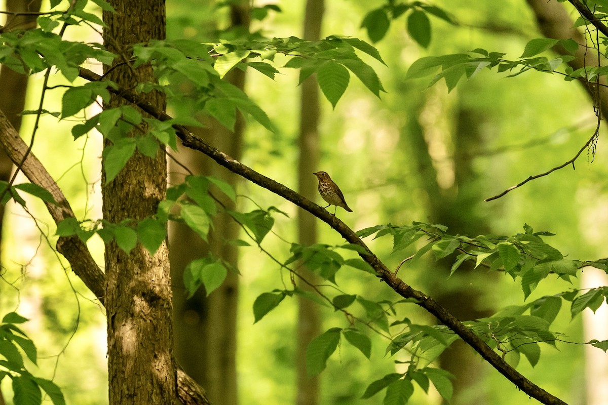 Swainson's Thrush - ML619573899