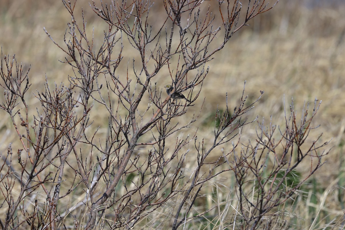 Savannah Sparrow - Lynda Lybeck-Robinson