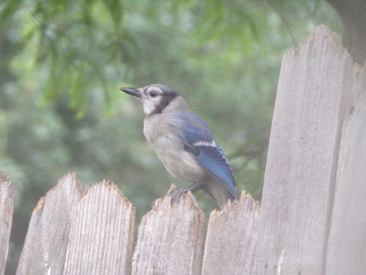 Blue Jay - Texas Bird Family