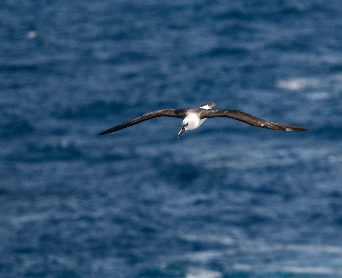 Atlantic Yellow-nosed Albatross - Win Ahrens