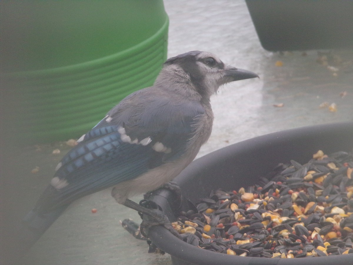 Blue Jay - Texas Bird Family