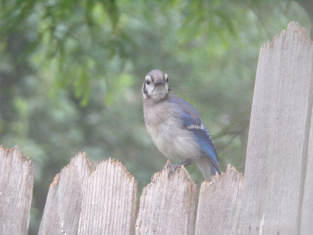 Blue Jay - Texas Bird Family