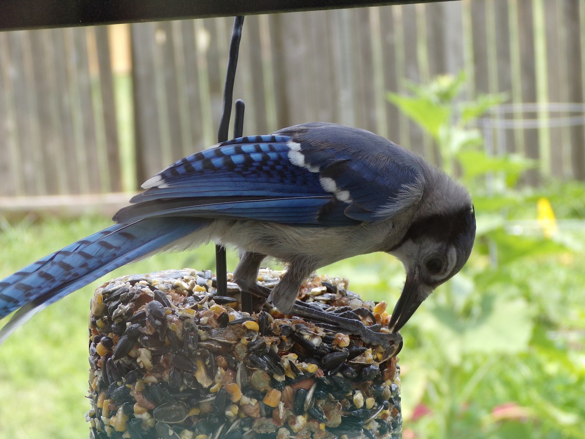 Blue Jay - Texas Bird Family