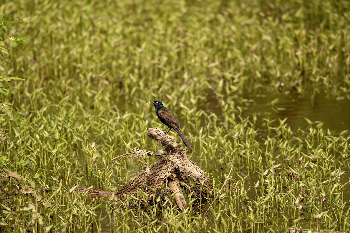 Common Grackle - ML619573915