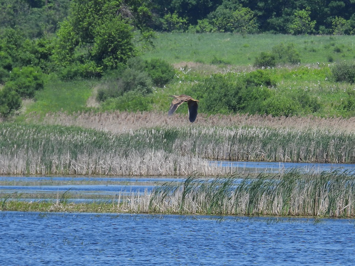 American Bittern - Riley Saxton