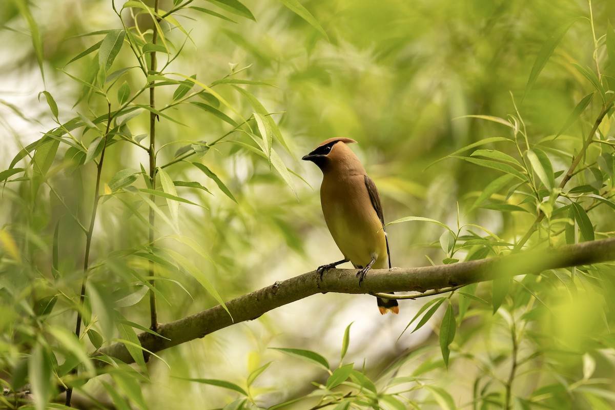 Cedar Waxwing - Bill Massaro