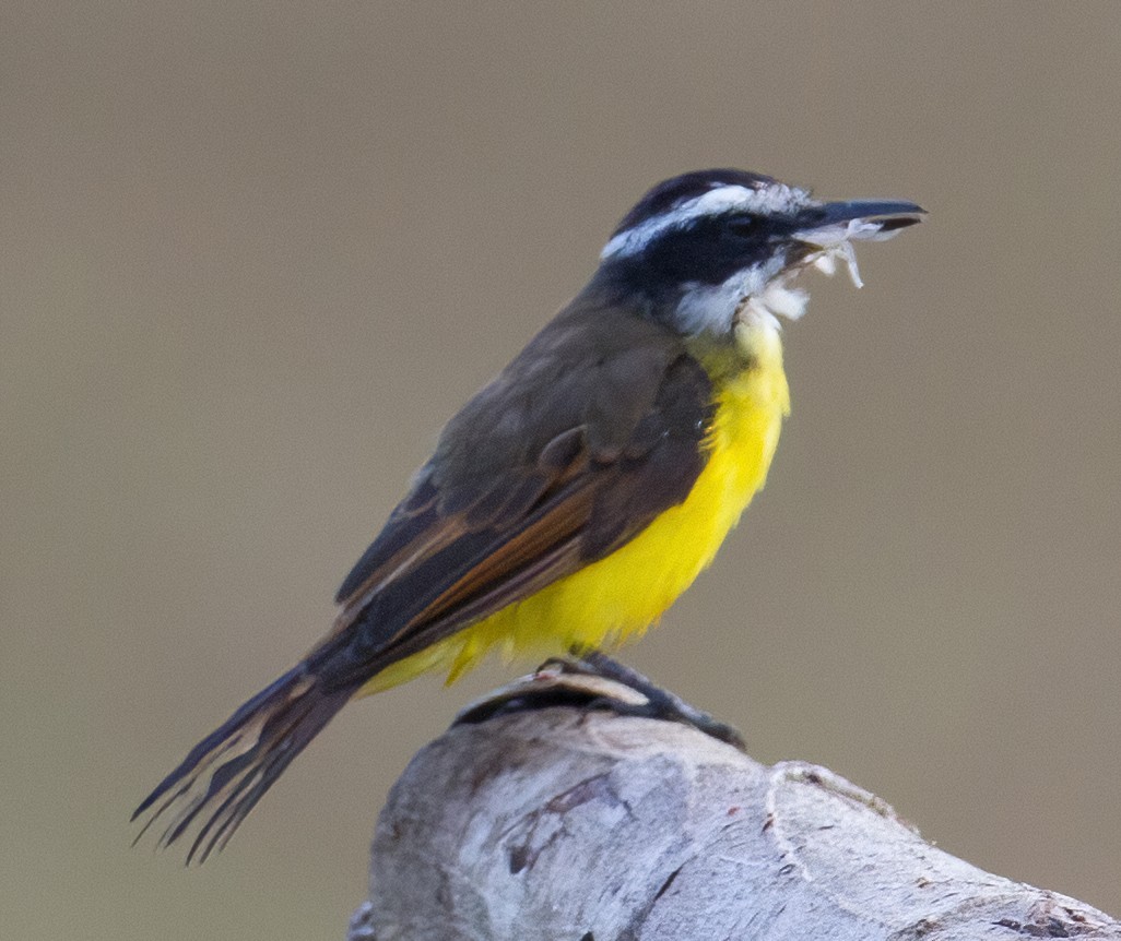 Lesser Kiskadee - José Martín