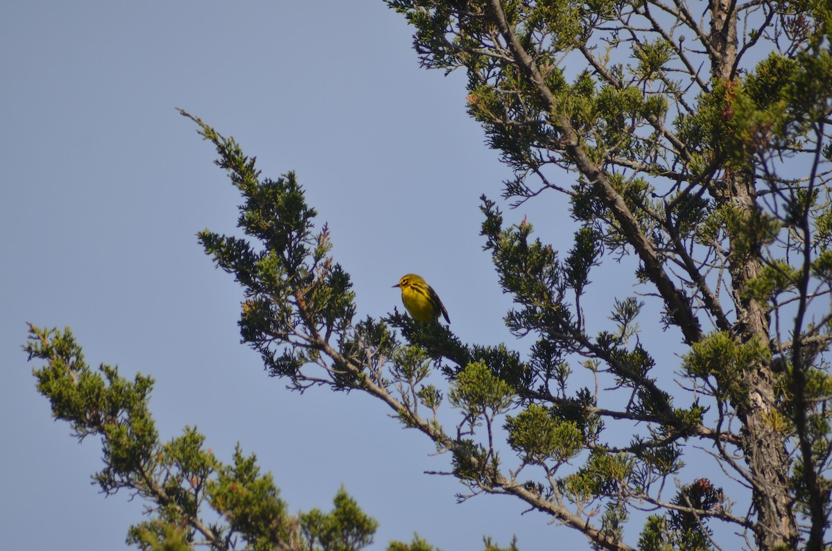Prairie Warbler - ML619573921