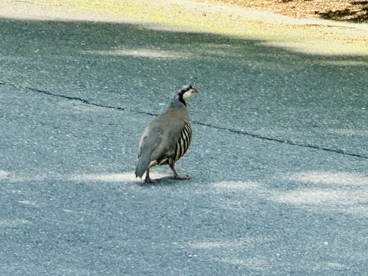 Chukar - Anonymous