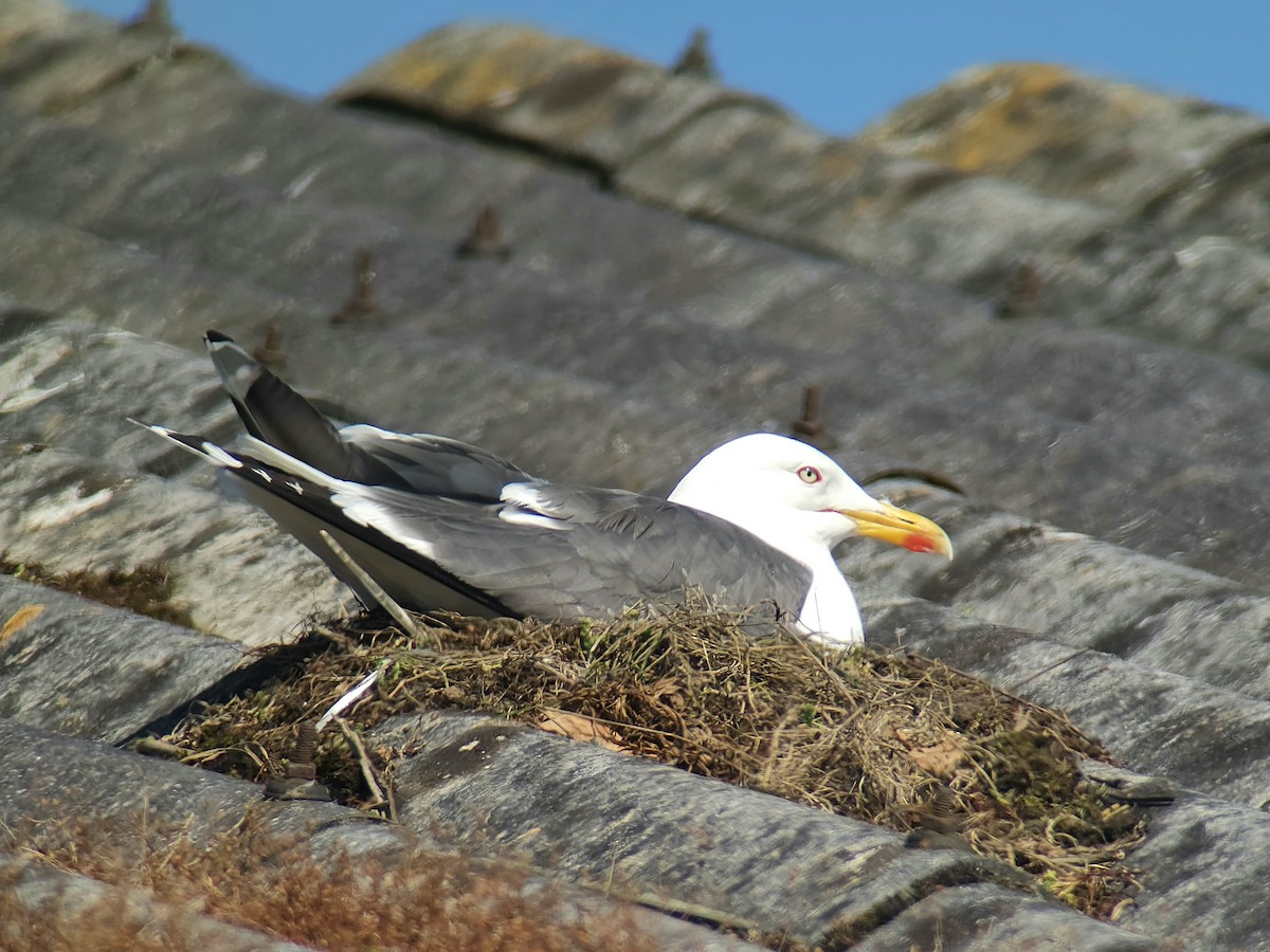 Lesser Black-backed Gull (graellsii) - Tom Lowe