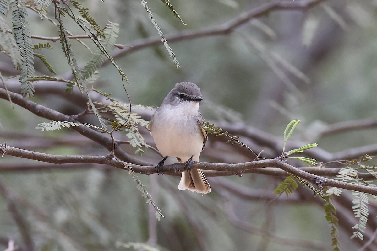 Suiriri Flycatcher - Hubert Stelmach