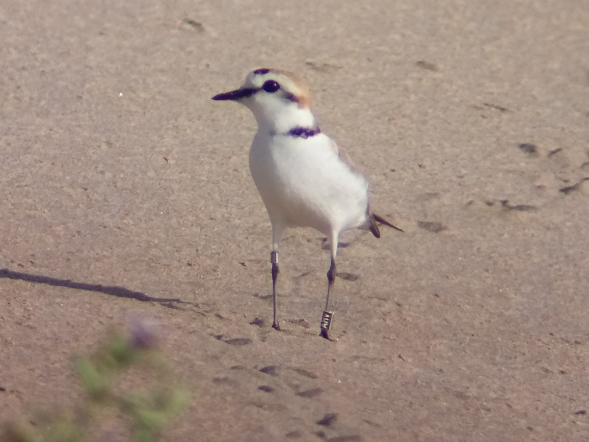 Kentish Plover - José Ignacio Dies