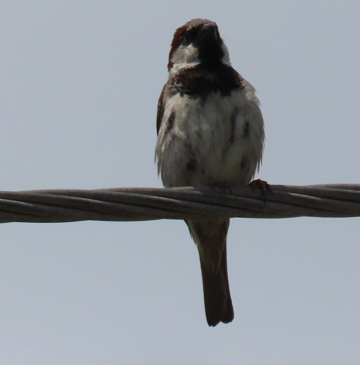 House Sparrow - Bill Wright_cc