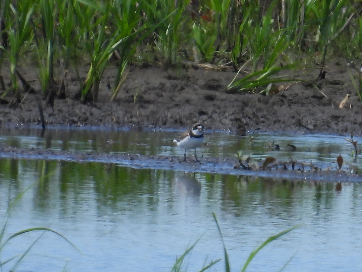 Semipalmated Plover - Riley Saxton