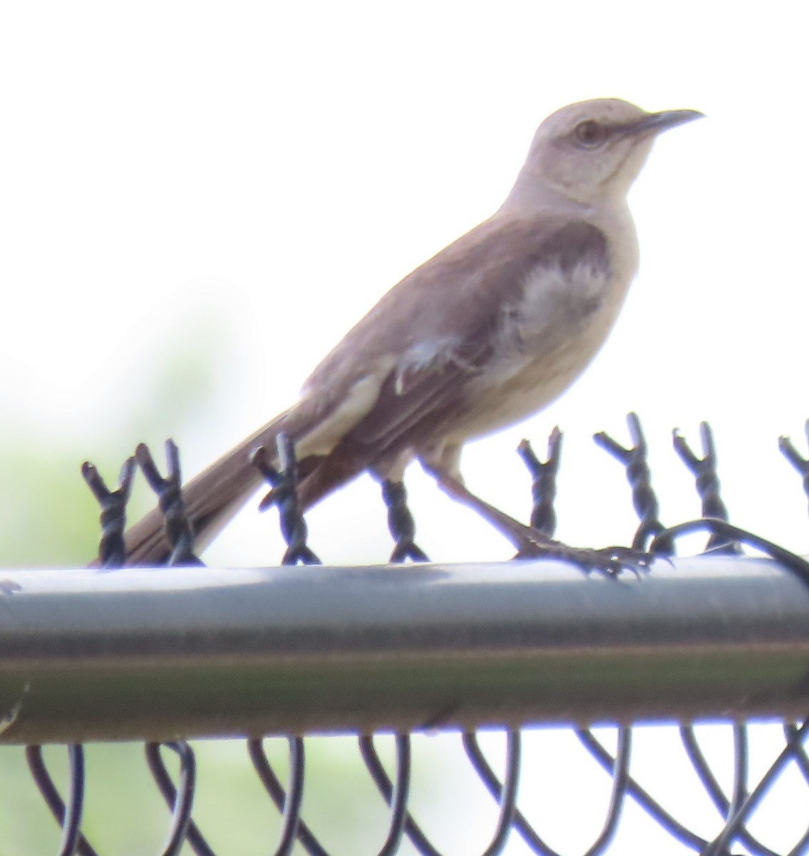 Northern Mockingbird - Bill Wright_cc