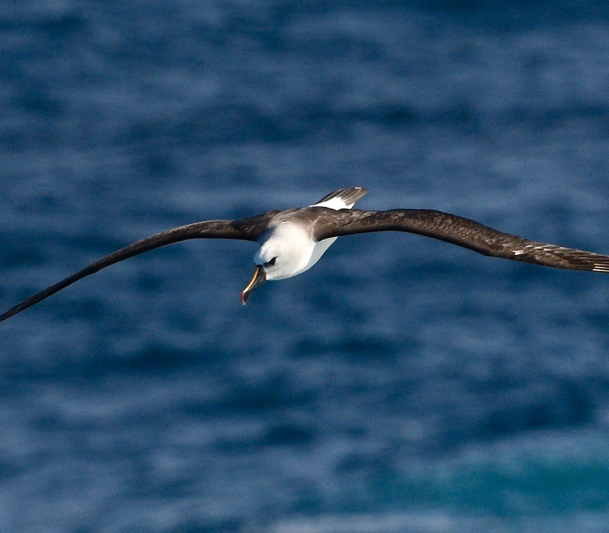 Atlantic Yellow-nosed Albatross - Win Ahrens