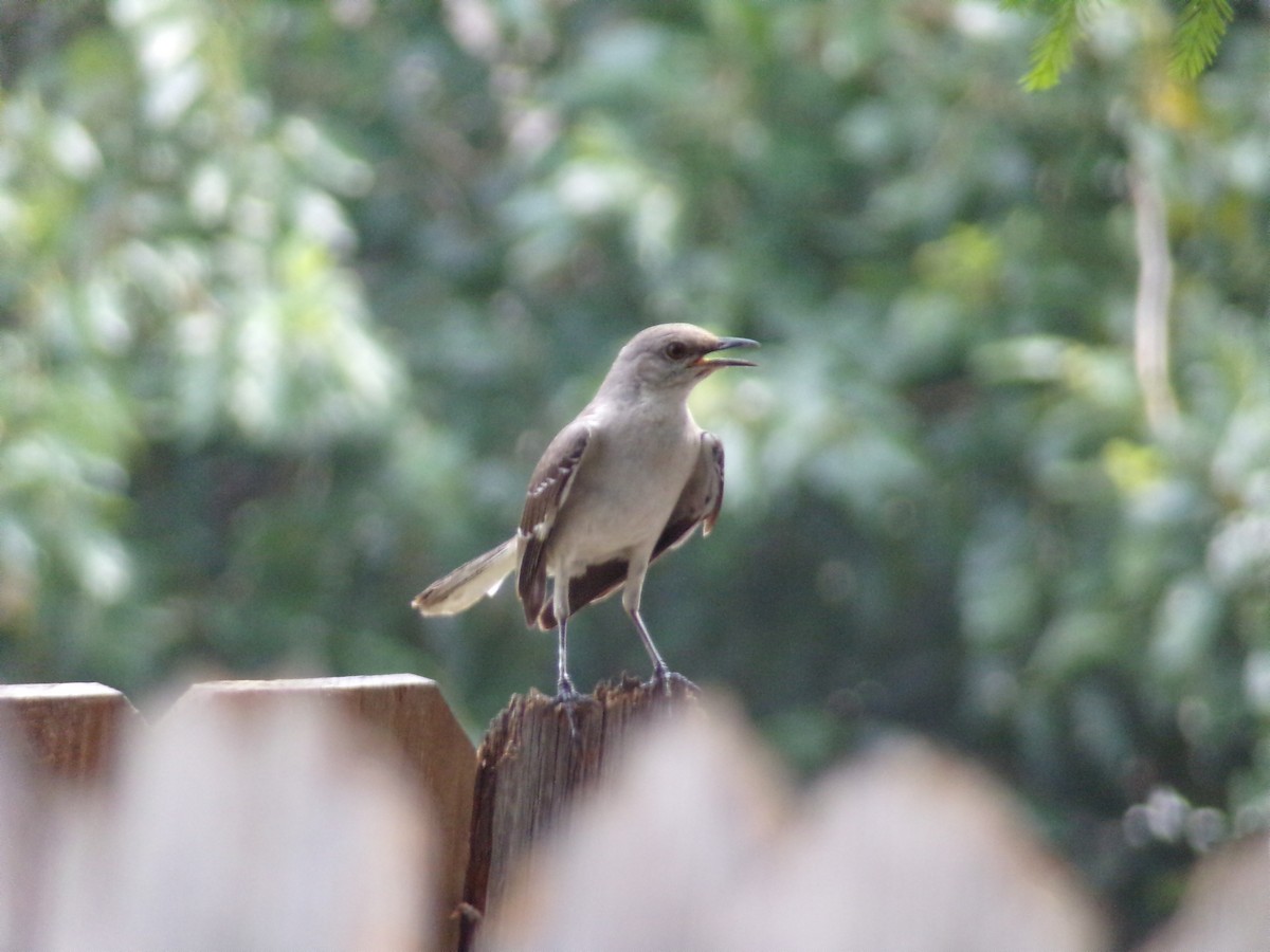 Northern Mockingbird - Texas Bird Family