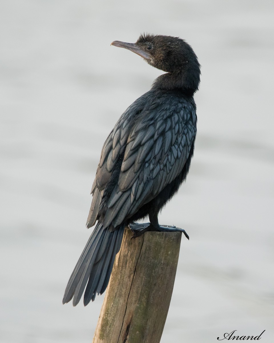 Little Cormorant - Anand Singh