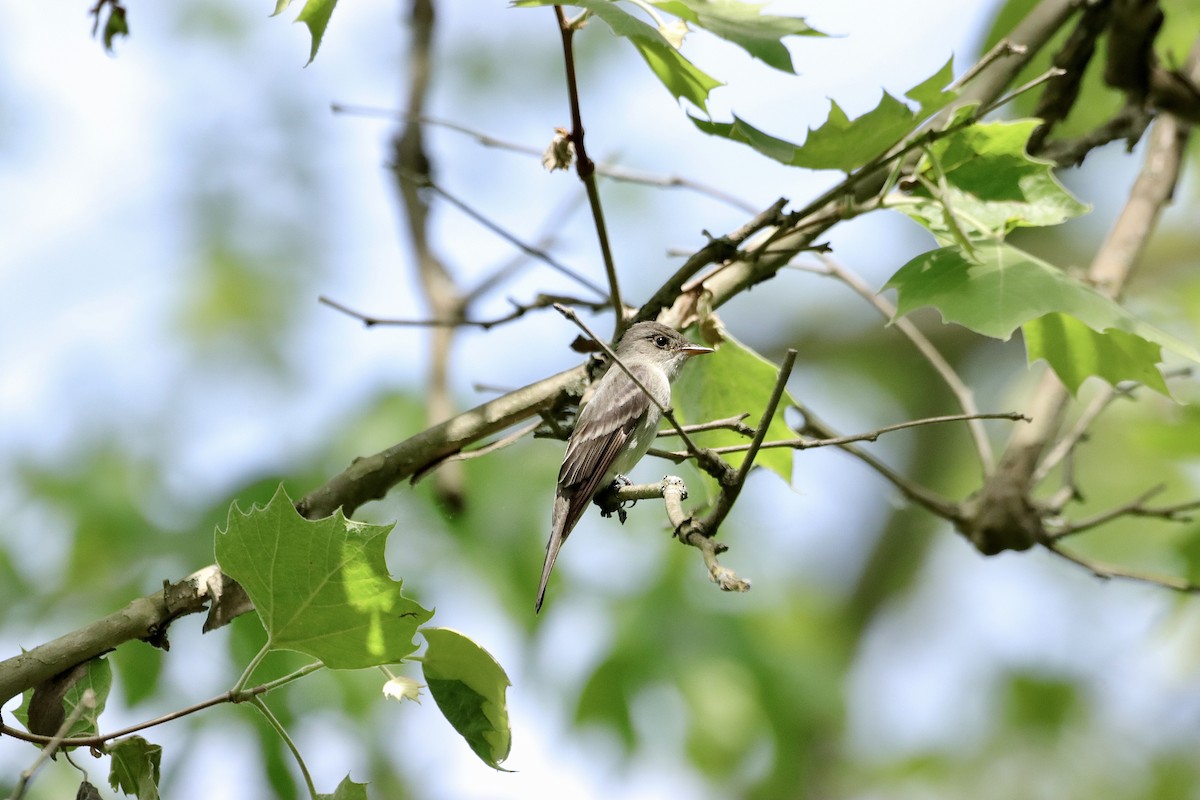 Eastern Wood-Pewee - William Going