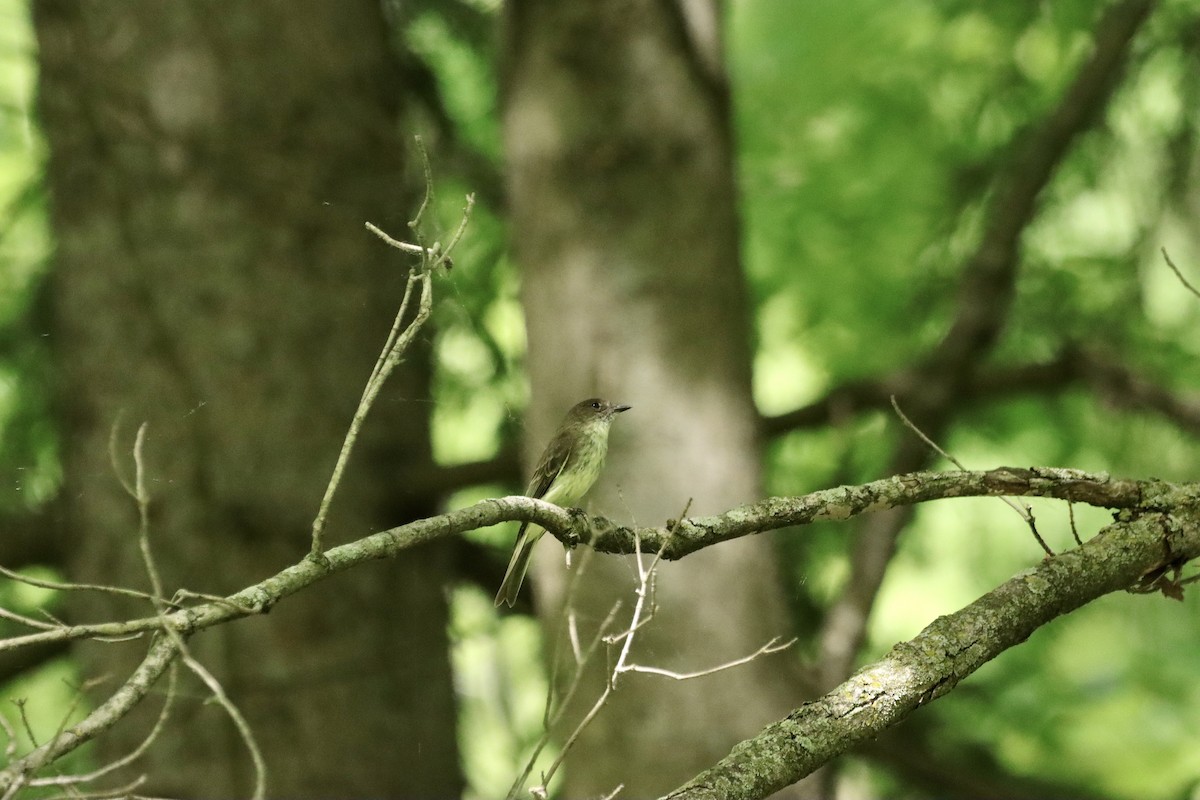 Eastern Wood-Pewee - William Going