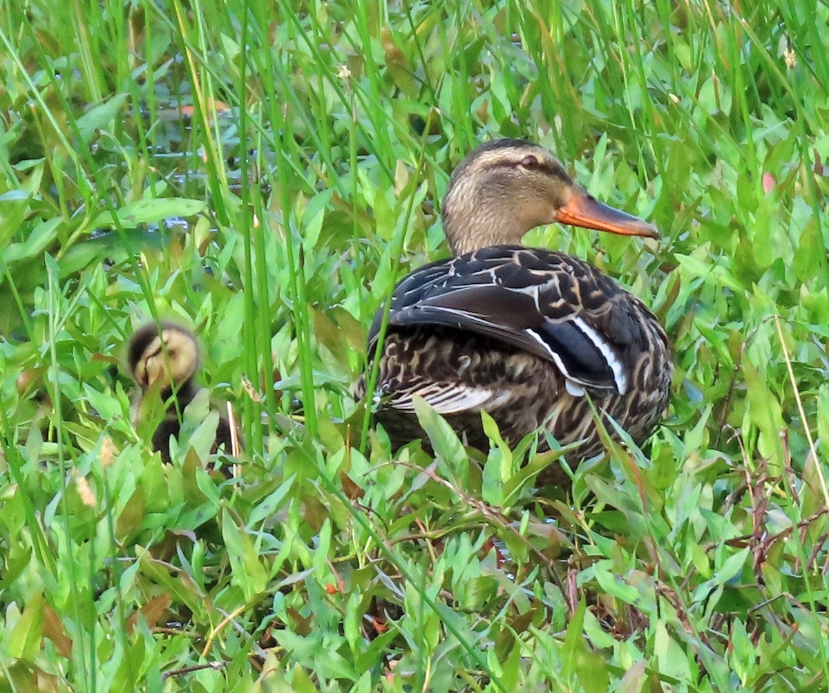 Canard colvert - ML619573989