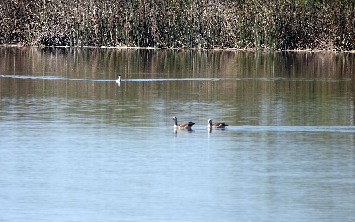 Egyptian Goose - Ann Marshall